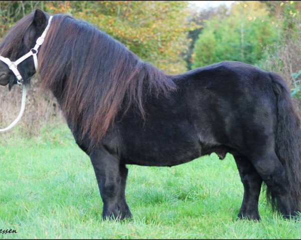 Deckhengst Wells Royal Rebel (Shetland Pony, 2003, von Wells Extra Special)