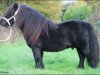 Deckhengst Wells Royal Rebel (Shetland Pony, 2003, von Wells Extra Special)