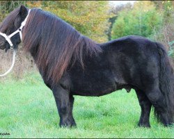 stallion Wells Royal Rebel (Shetland Pony, 2003, from Wells Extra Special)