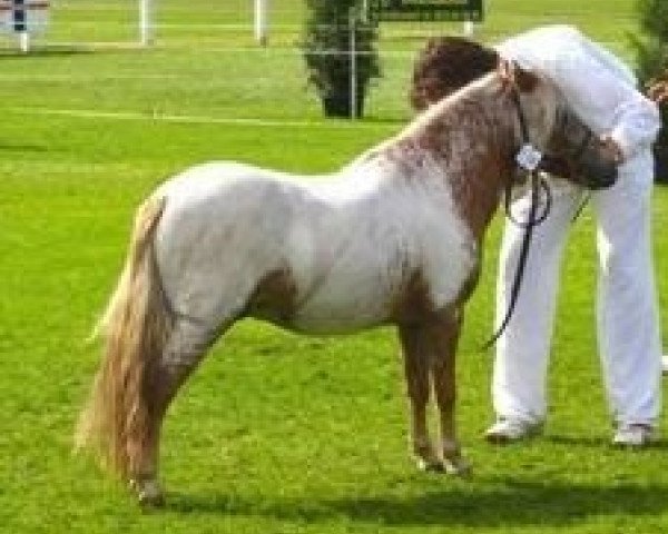 Deckhengst Harry van het Lammershof (Nederlands Appaloosa Pony, 2007, von Orion van Stal Ciroshet)