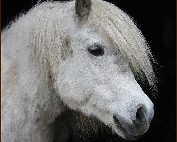 Zuchtstute Wellenbergs Lady Lou (Shetland Pony, 2001, von Kardinal)