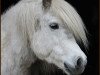 Zuchtstute Wellenbergs Lady Lou (Shetland Pony, 2001, von Kardinal)