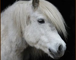 broodmare Wellenbergs Lady Lou (Shetland Pony, 2001, from Kardinal)