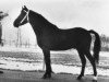 Deckhengst Chungel Fury (New-Forest-Pony, 1966, von Broomy Slip-On)