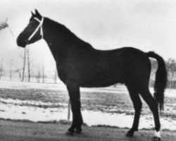 stallion Chungel Fury (New Forest Pony, 1966, from Broomy Slip-On)