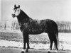 stallion Grey Friars (New Forest Pony, 1962, from Mudeford Pete)