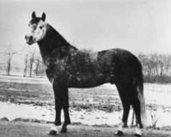 stallion Grey Friars (New Forest Pony, 1962, from Mudeford Pete)