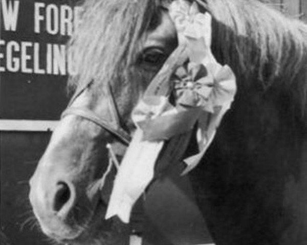 stallion Black Knoll Red Clover (New Forest Pony, 1956, from Forest Horse)