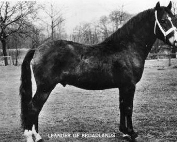stallion Leander of Broadlands (New Forest Pony, 1961, from Brookside David)