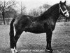 stallion Leander of Broadlands (New Forest Pony, 1961, from Brookside David)