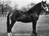 Deckhengst Leander of Broadlands (New-Forest-Pony, 1961, von Brookside David)