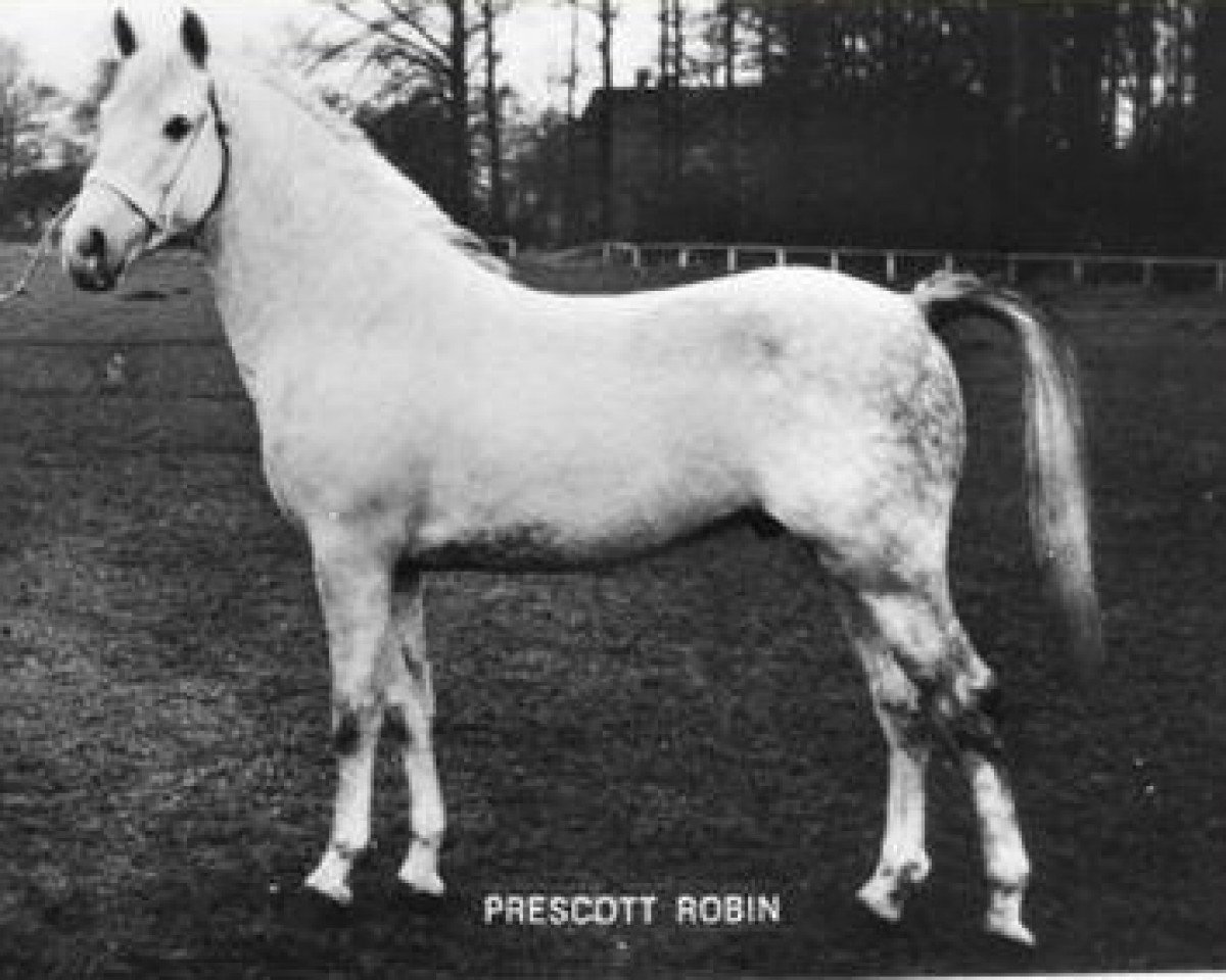 stallion Prescott Robin (New Forest Pony, 1958, from Prescott Junius)