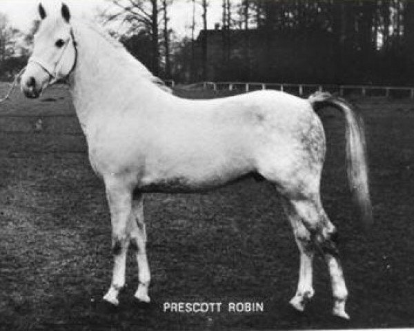 Deckhengst Prescott Robin (New-Forest-Pony, 1958, von Prescott Junius)