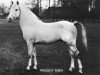 stallion Prescott Robin (New Forest Pony, 1958, from Prescott Junius)