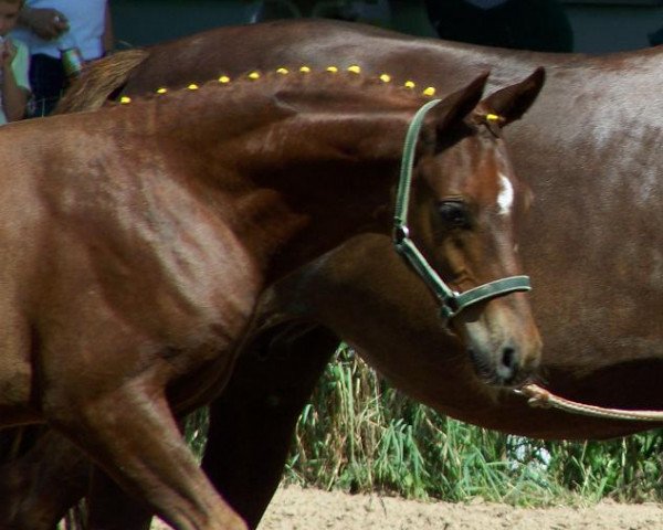Springpferd Delano 91 (Deutsches Reitpony, 2010, von DSP de Long)