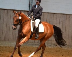 broodmare Culry Blue (German Sport Horse, 2010, from Chacco-Blue)