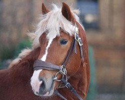 stallion Eral (Rhenish-German Cold-Blood, 2008, from Erlander)