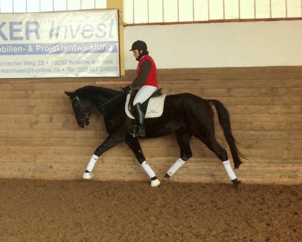 dressage horse Zauberblüte 4 (Trakehner, 2011, from Redecker)