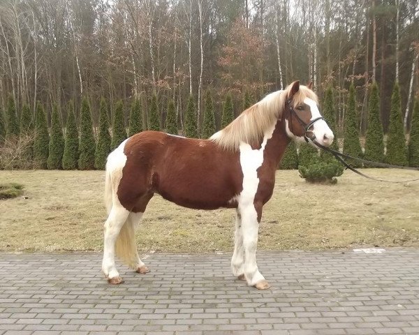 Pferd Aga (Polnisches Pony, 2009)