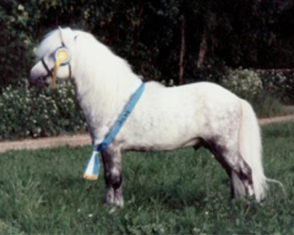Deckhengst Rapalo v. Bairawies (Shetland Pony, 1987, von Rappo)