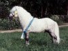 stallion Rapalo v. Bairawies (Shetland Pony, 1987, from Rappo)