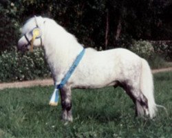 Deckhengst Rapalo v. Bairawies (Shetland Pony, 1987, von Rappo)