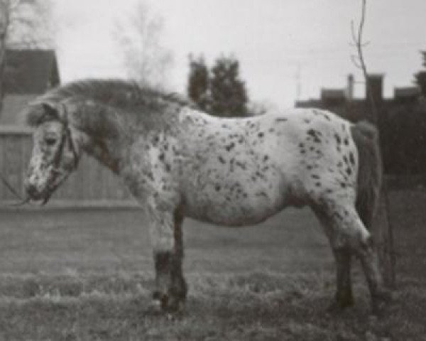 stallion Ferrus (Dt.Part-bred Shetland pony, 1971, from Ferro)