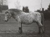 stallion Ferrus (Dt.Part-bred Shetland pony, 1971, from Ferro)