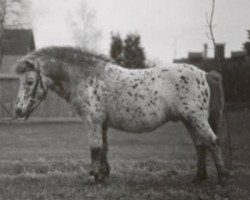 Deckhengst Ferrus (Dt.Part-bred Shetland Pony, 1971, von Ferro)