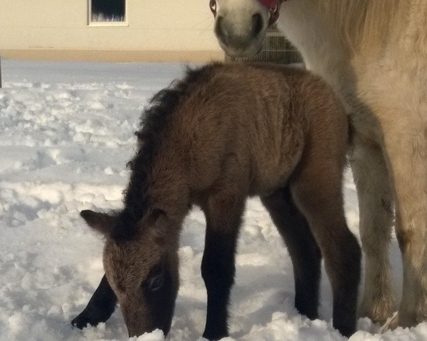 Deckhengst Ferdinand vom Wertachtal (Dt.Part-bred Shetland Pony, 2015, von Fabian)