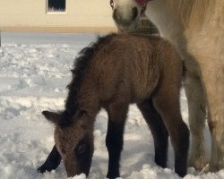 stallion Ferdinand vom Wertachtal (Dt.Part-bred Shetland pony, 2015, from Fabian)