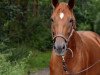 dressage horse Duett 79 (Hanoverian, 2004, from Don Bosco)