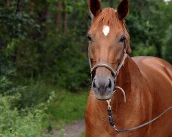 dressage horse Duett 79 (Hanoverian, 2004, from Don Bosco)