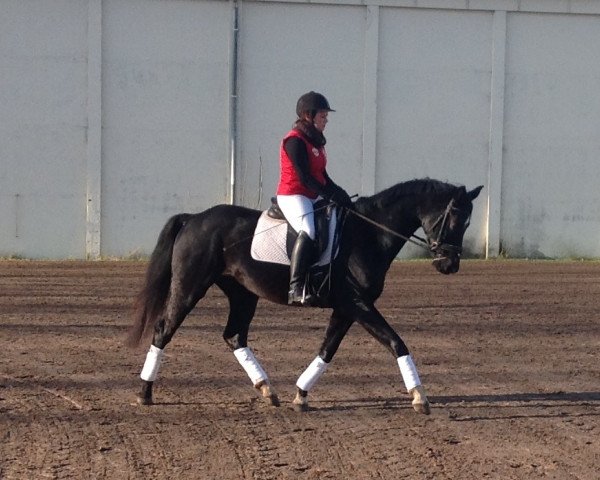 dressage horse Sir Black (Mecklenburg, 2010, from Sir Galanto)