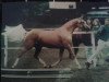 broodmare Cinderella (German Riding Pony, 1995, from Capri Moon)