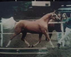 broodmare Cinderella (German Riding Pony, 1995, from Capri Moon)