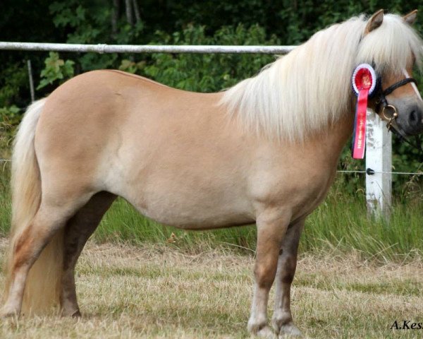 Zuchtstute Mosbaekmindes Tikita (Shetland Pony, 2013, von Mosbaekmindes Thor)