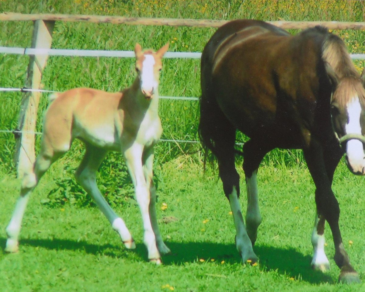 broodmare Kim Kosima (unknown, 1993)