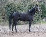 jumper Couleur Noir 4 (Hanoverian, 2005, from Couleur Rubin)