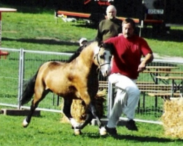 Deckhengst Criccieth Evan (Welsh Mountain Pony (Sek.A), 2002, von Criccieth Arwr)