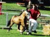 stallion Criccieth Evan (Welsh mountain pony (SEK.A), 2002, from Criccieth Arwr)