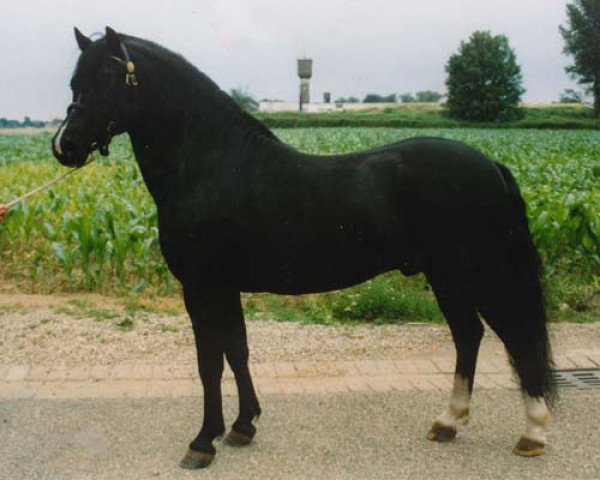 stallion Wolverton Joey (Welsh mountain pony (SEK.A), 1994, from Gilfach Ianto)