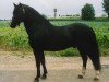 stallion Wolverton Joey (Welsh mountain pony (SEK.A), 1994, from Gilfach Ianto)