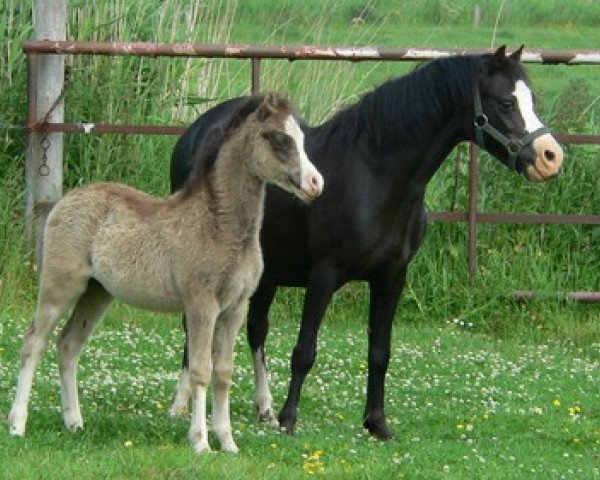 Zuchtstute Autumnsplandor Alisea (Welsh Mountain Pony (Sek.A),  , von Wolverton Joey)