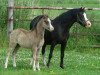 broodmare Autumnsplandor Alisea (Welsh mountain pony (SEK.A),  , from Wolverton Joey)