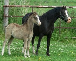 broodmare Autumnsplandor Alisea (Welsh mountain pony (SEK.A),  , from Wolverton Joey)