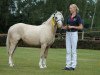 broodmare Stella (Welsh mountain pony (SEK.A), 2009, from Criccieth Evan)