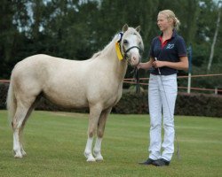 broodmare Stella (Welsh mountain pony (SEK.A), 2009, from Criccieth Evan)