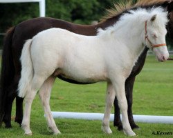 stallion Xtra Cremig von Kessen (Shetland Pony, 2014, from Xavarge)