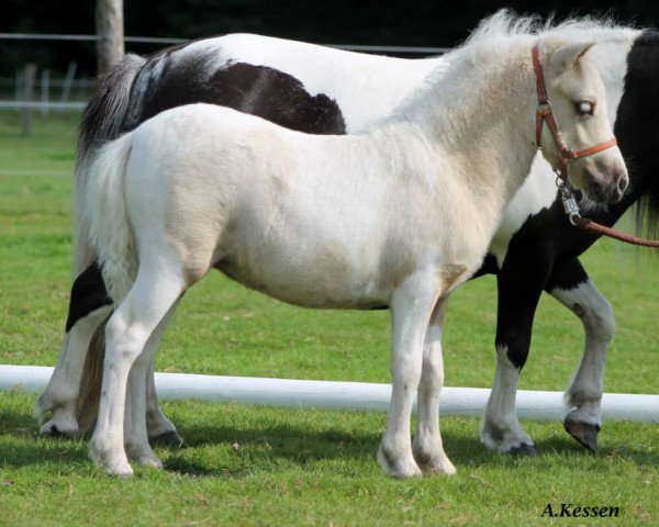 broodmare Traumprinzessin von Kessen (Shetland Pony, 2014, from Xavarge)